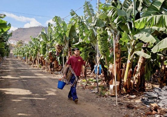ride past banana plantation electric bike tour.jpg