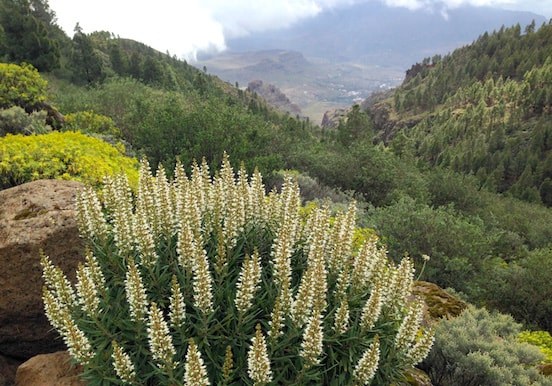 Flora and fauna in Gran Canaria.jpg
