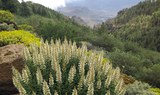 Flora and fauna in Gran Canaria.jpg