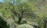 Guayadeque – Los Marteles – Tirajana hiking trail-min.jpg