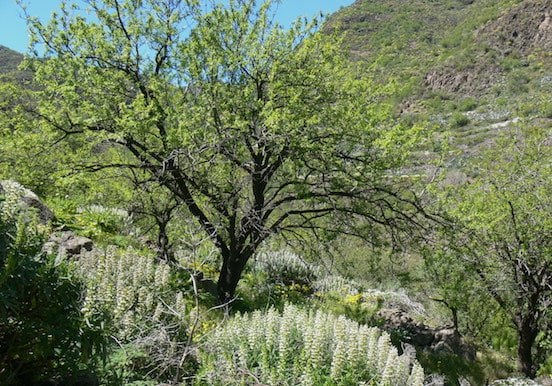 Guayadeque – Los Marteles – Tirajana hiking trail-min.jpg