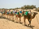 Maspalomas Bike Tour and Camel Safari.jpeg