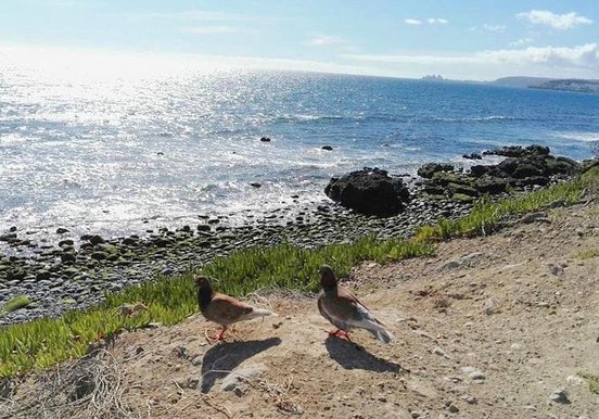 Coastal view of Meloneras and Maspalomas.jpg