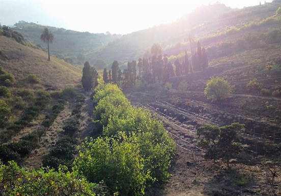 Visit Finca Vandame wineyard in Gran Canaria.jpg
