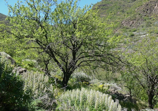 Guayadeque – Los Marteles – Tirajana hiking trail-min.jpg