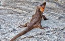 Canarian lizards.jpg