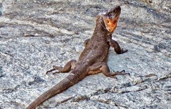 Canarian lizards.jpg