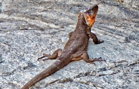 Canarian lizards.jpg