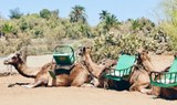 Camel safari gran canaria combo with segway-min.jpeg