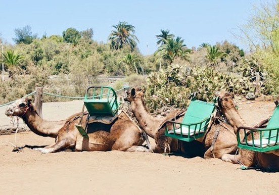 Camel safari gran canaria combo with segway-min.jpeg