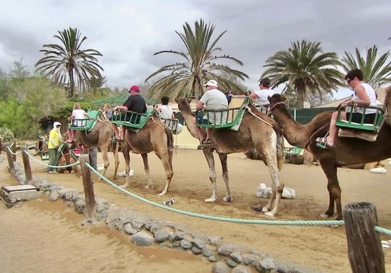 Camel tour with segway Gran Canaria-min.jpeg