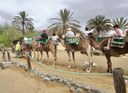 Camel tour with segway Gran Canaria-min.jpeg