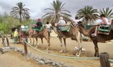 Camel tour with segway Gran Canaria-min.jpeg