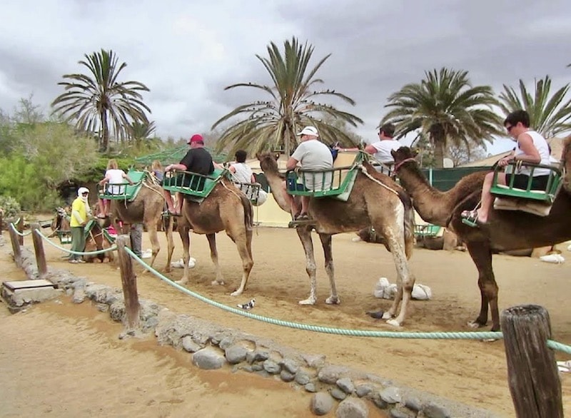 Camel tour with segway Gran Canaria-min.jpeg