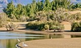 palm grove and a brackish lagoon-min.jpeg