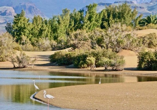 palm grove and a brackish lagoon-min.jpeg