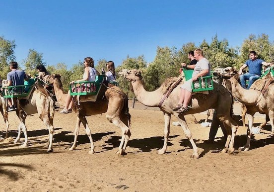 Ride camel in Maspalomas dunes-min.jpeg