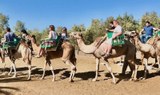 Ride camel in Maspalomas dunes-min.jpeg