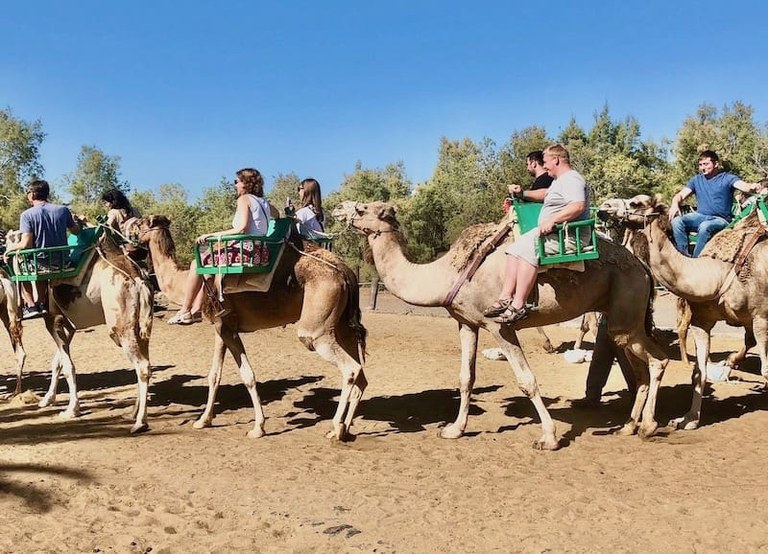 Ride camel in Maspalomas dunes-min.jpeg