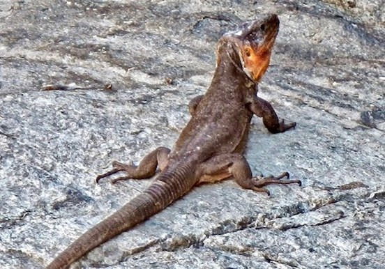 Canarian lizards.jpg