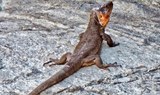 Canarian lizards.jpg
