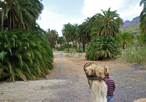 Camel safari tour through Oasis of Thousand Palms