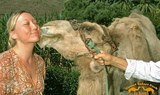 Camel kissing in Fataga tour