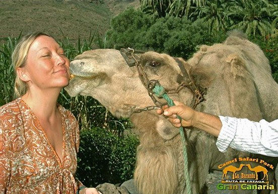 Camel kissing in Fataga tour
