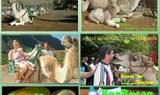 Camel Safari Park