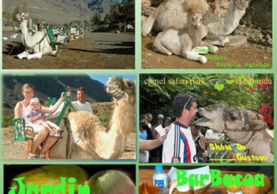 Camel Safari Park