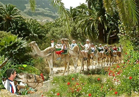 Camel safari through Fataga palm forest