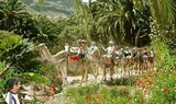 Camel safari through Fataga palm forest