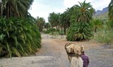 Camel safari tour through Oasis of Thousand Palms