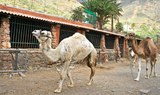 Camel Safari tour