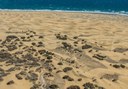 Immense sand dune of Maspalomas.jpg