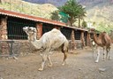Camel Safari tour