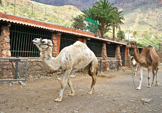Camel Safari tour