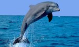 dolphin jumps out of water in La Gomera