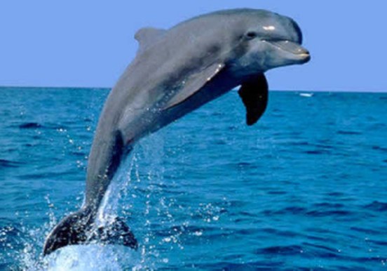 dolphin jumps out of water in La Gomera