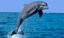dolphin jumps out of water in La Gomera