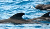 dolphins in La Gomera