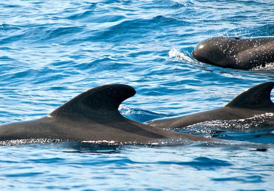 dolphins in La Gomera