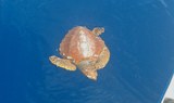 sea turtle in La Gomera