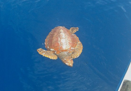sea turtle in La Gomera