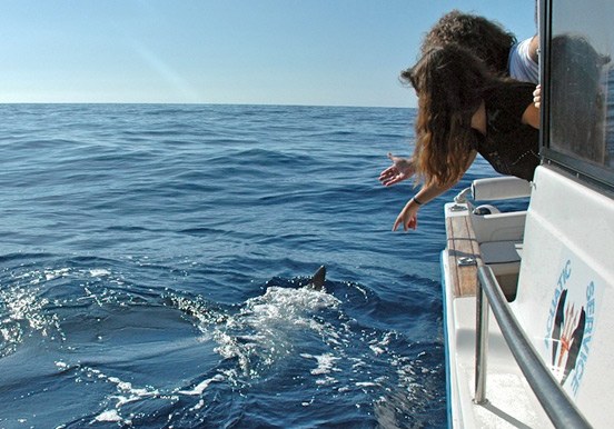 spot a dolphin on private charter boat trip in La Gomera