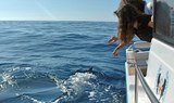 spot a dolphin on private charter boat trip in La Gomera