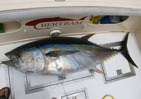 Sea fishing La Gomera.jpg