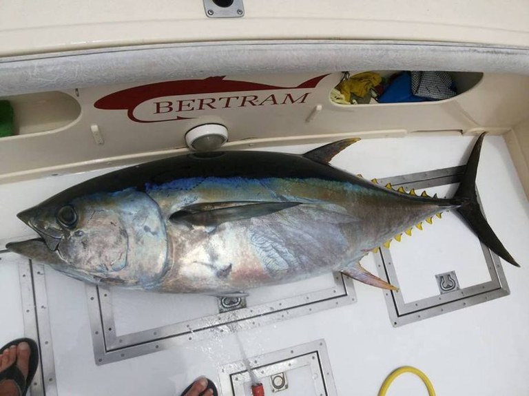 Sea fishing La Gomera.jpg