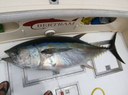Sea fishing La Gomera.jpg
