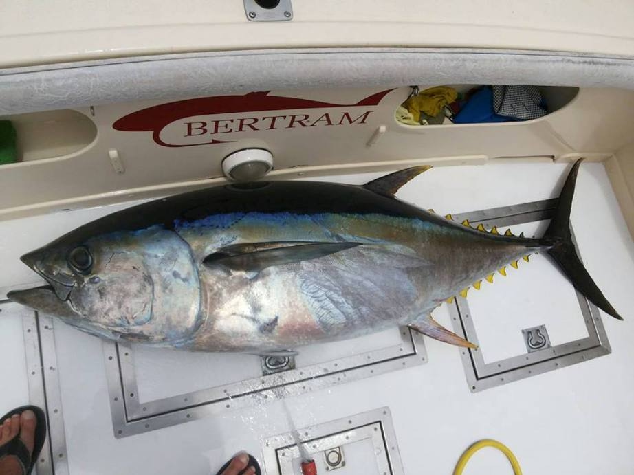 Sea fishing La Gomera.jpg